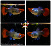 Live Aquarium Guppy Fish High Quality - Black Koi Short Body - Betta USA Aquatic